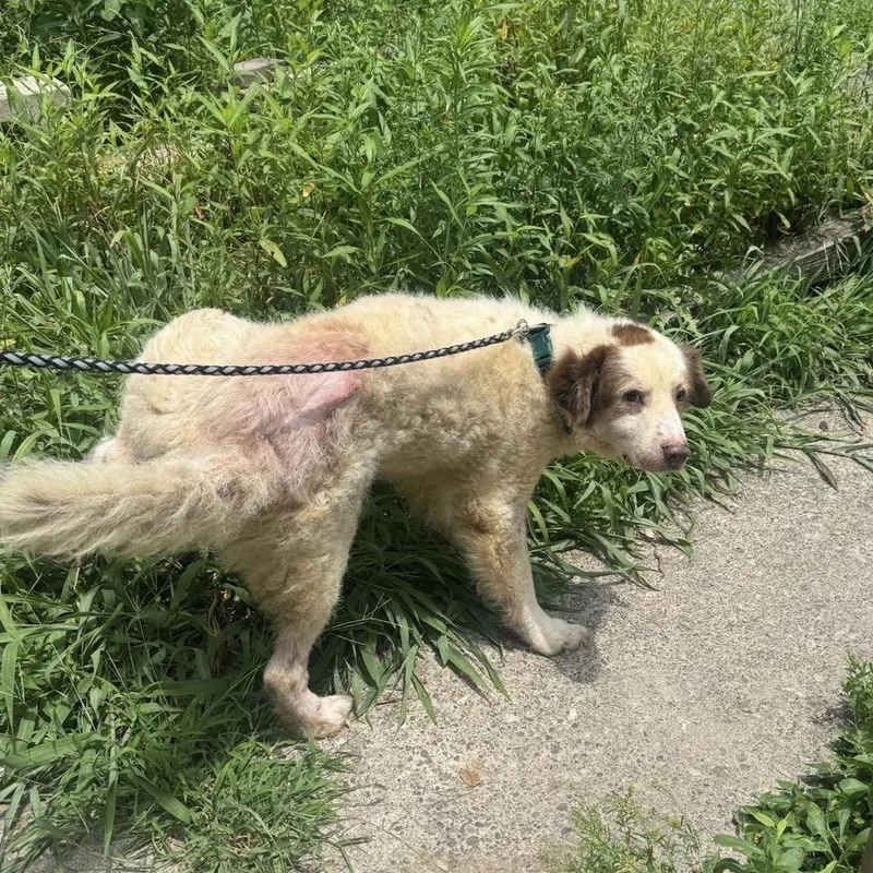 A young large-sized male White / Cream Mixed Breed dog named Gobstopper for adoption in Springboro, OH