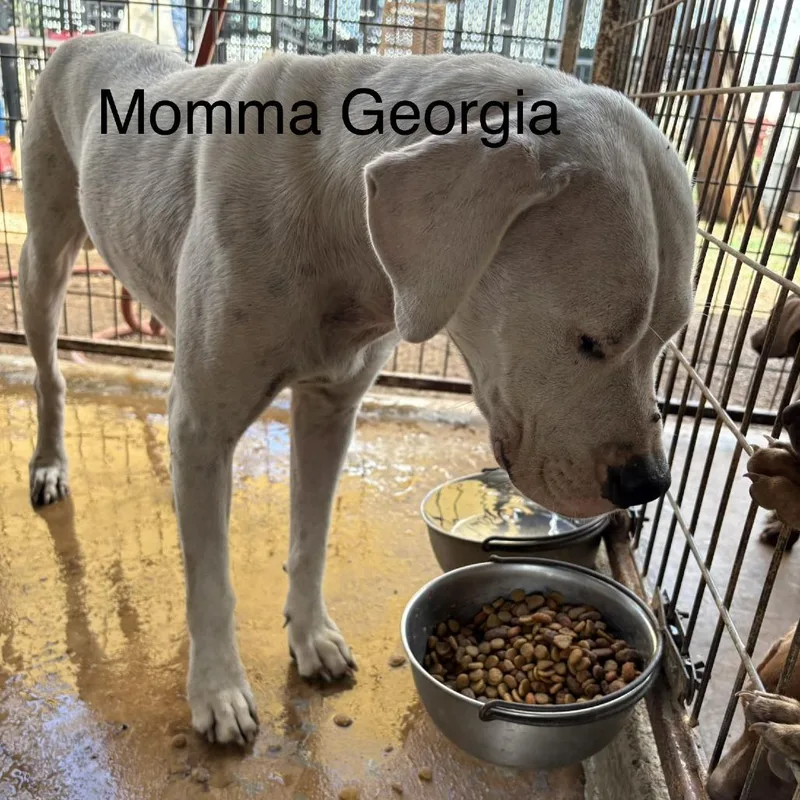 A young large-sized female White / Cream Pit Bull Terrier dog named Stacy's Mom for adoption in Austin, TX