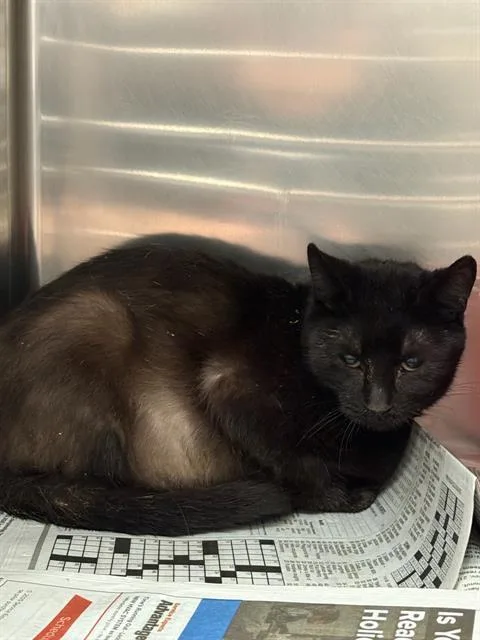 A young medium-sized female Domestic Short Hair cat named Tiny Tina for adoption in Olivette, MO