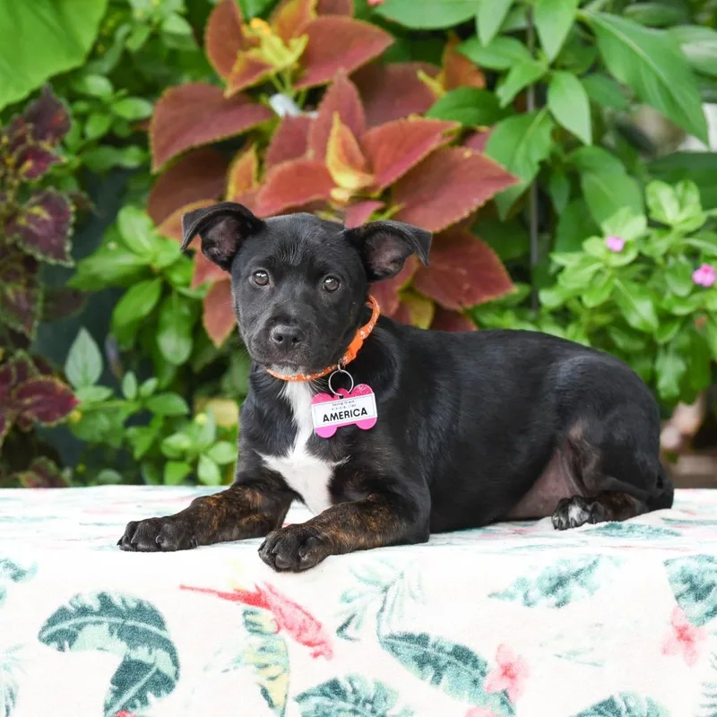 A baby small-sized female Black Labrador Retriever dog named America for adoption in Wake Forest, NC