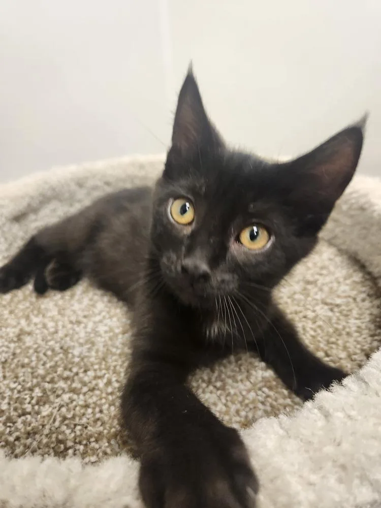 A baby small-sized male Black & White / Tuxedo Domestic Short Hair cat named Wasabi for adoption in Westfield, WI