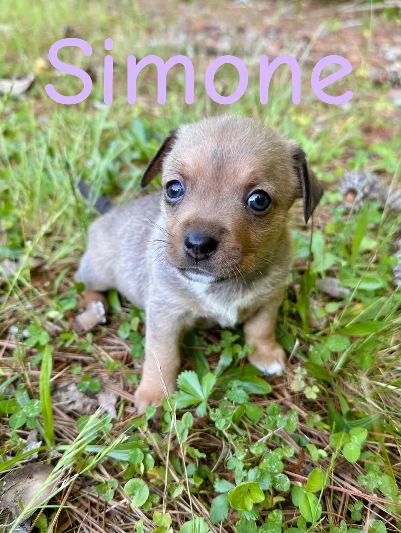 Simone
