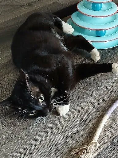 A young medium-sized male Black & White / Tuxedo Domestic Short Hair cat named Bruno for adoption in Raleigh, NC