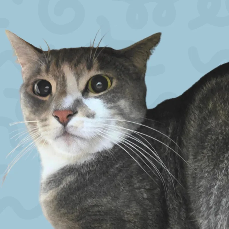 An adult small-sized male Gray / Blue / Silver Domestic Short Hair cat named Bata for adoption in Reno, NV