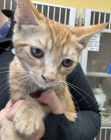 A baby medium-sized male Domestic Short Hair cat named Joe B  I for adoption in East Brookfield, MA