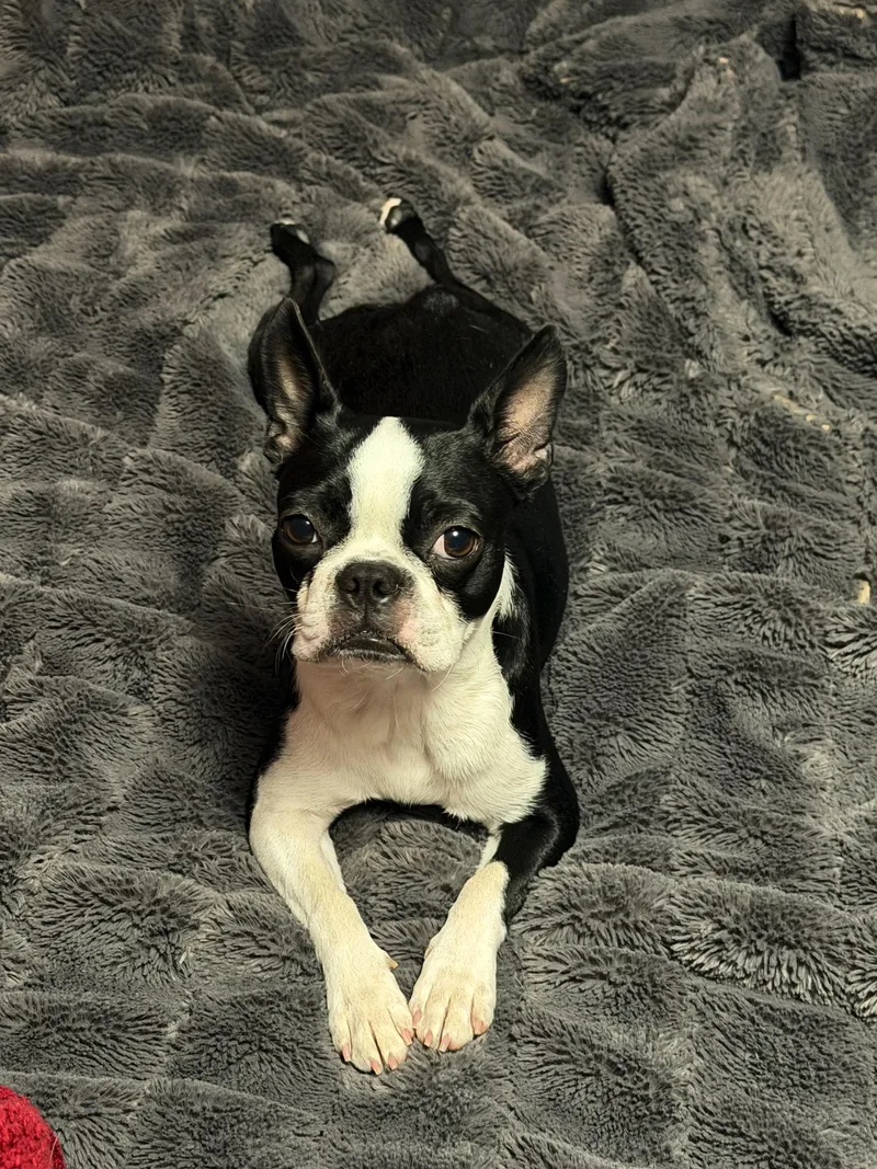 Zahra in MO