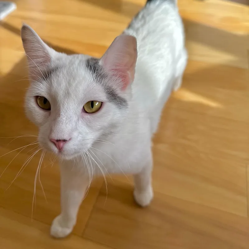 Snowball thumbnail 2