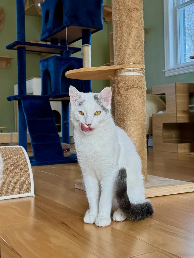 Snowball thumbnail 3