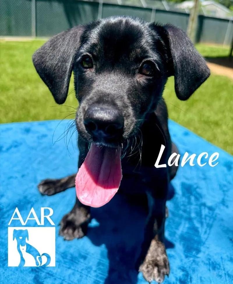 A baby medium-sized male Labrador Retriever dog named Lance for adoption in Magnolia, TX