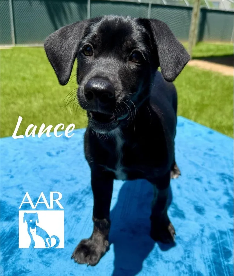 Lance thumbnail 2