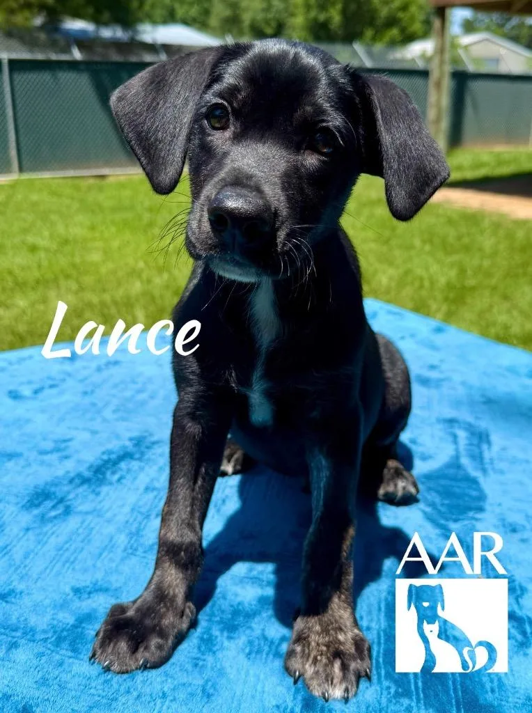 Lance thumbnail 3