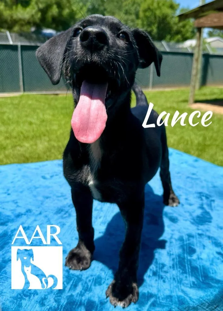 Lance thumbnail 5