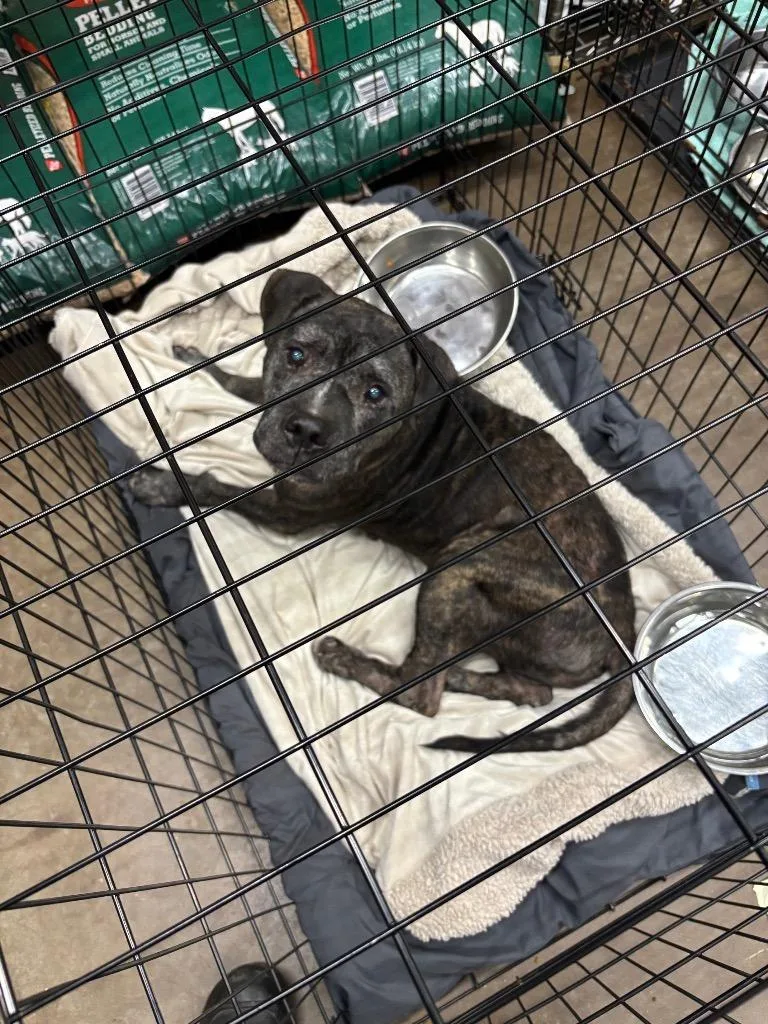A young large-sized male Mixed Breed dog named BoDilly for adoption in Douglasville, GA
