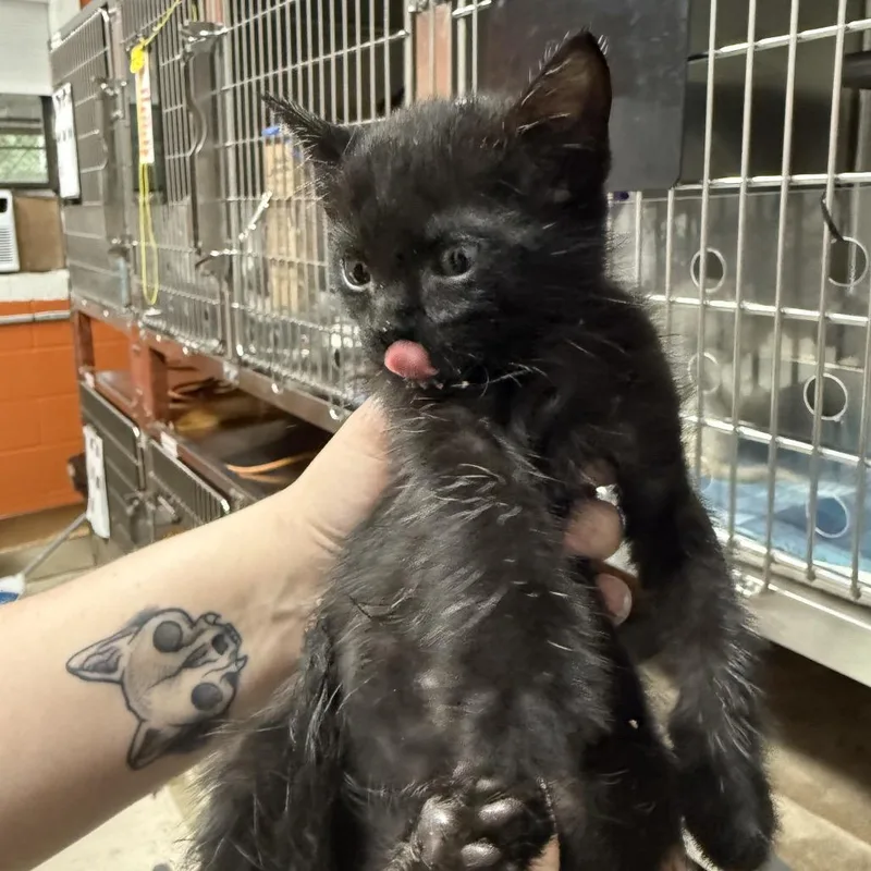 A baby small-sized male Black Domestic Short Hair cat named Bobbi Joe for adoption in Pensacola, FL