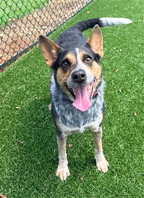 An adult medium-sized female Australian Cattle Dog / Blue Heeler dog named Dixie for adoption in Statesville, NC
