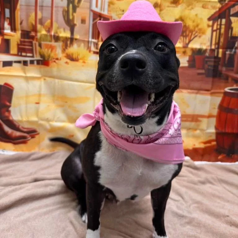 A senior medium-sized female Black Terrier dog named Rosie for adoption in Merritt Island, FL