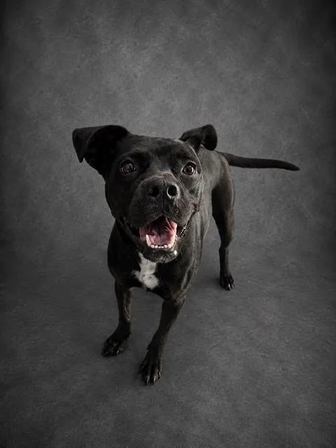 An adult medium-sized female American Bulldog dog named Fancy for adoption in Winter Haven, FL