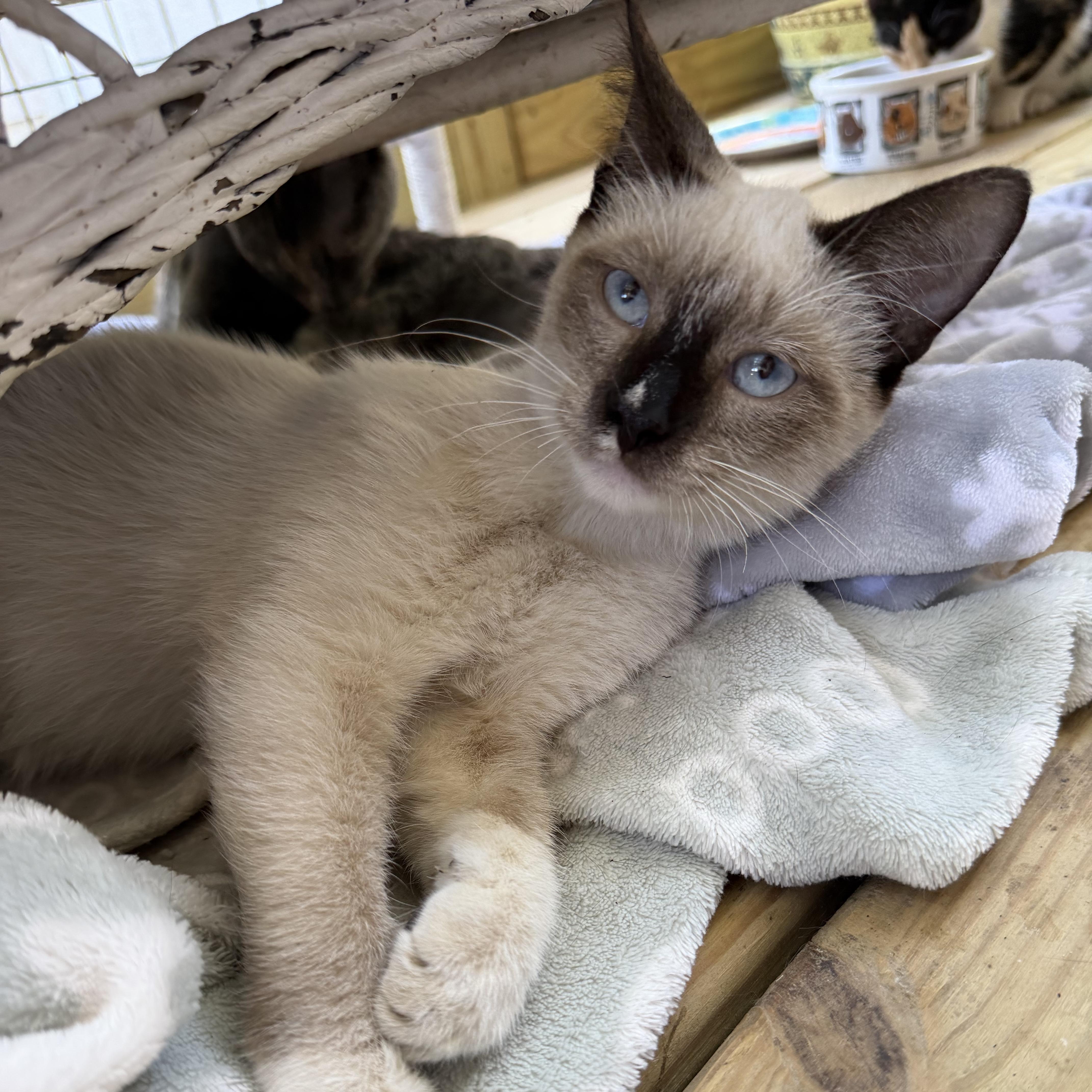 A baby medium-sized male Chocolate Point Siamese cat named Cash for adoption in Wadsworth, IL