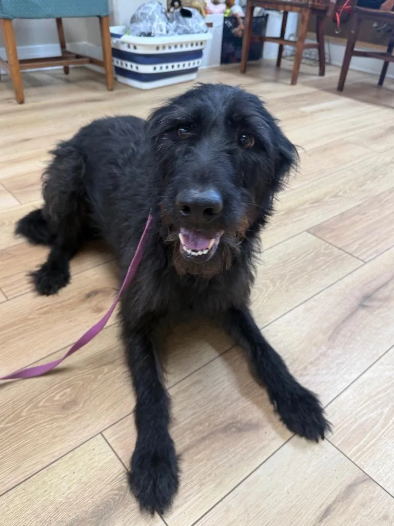 An adult large-sized female Labrador Retriever dog named Ravin for adoption in Fayetteville, TN