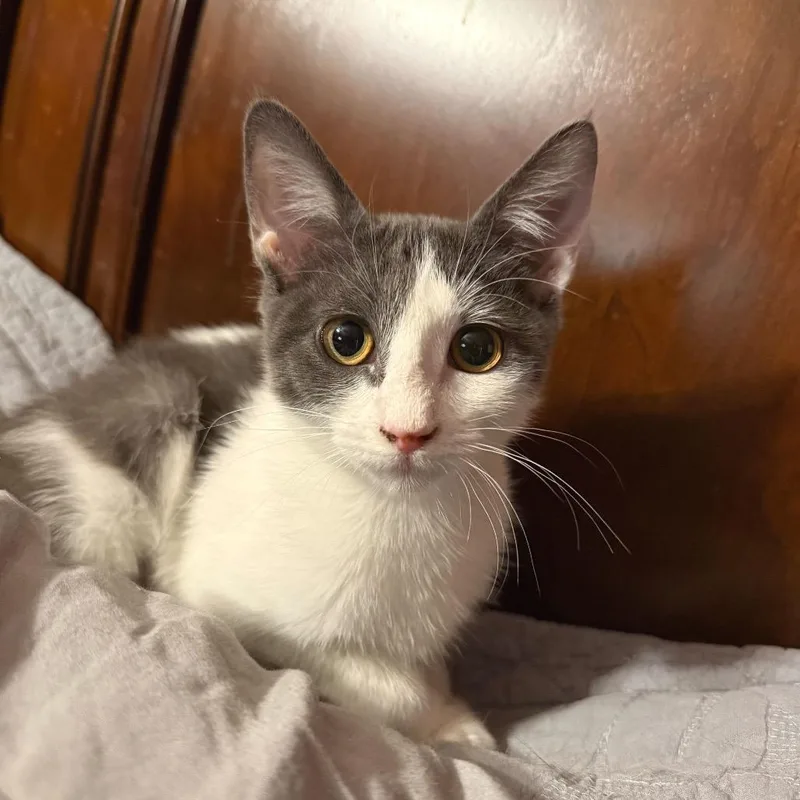 A baby small-sized female Gray / Blue / Silver Domestic Short Hair cat named Baby New Year for adoption in Howard beach, NY