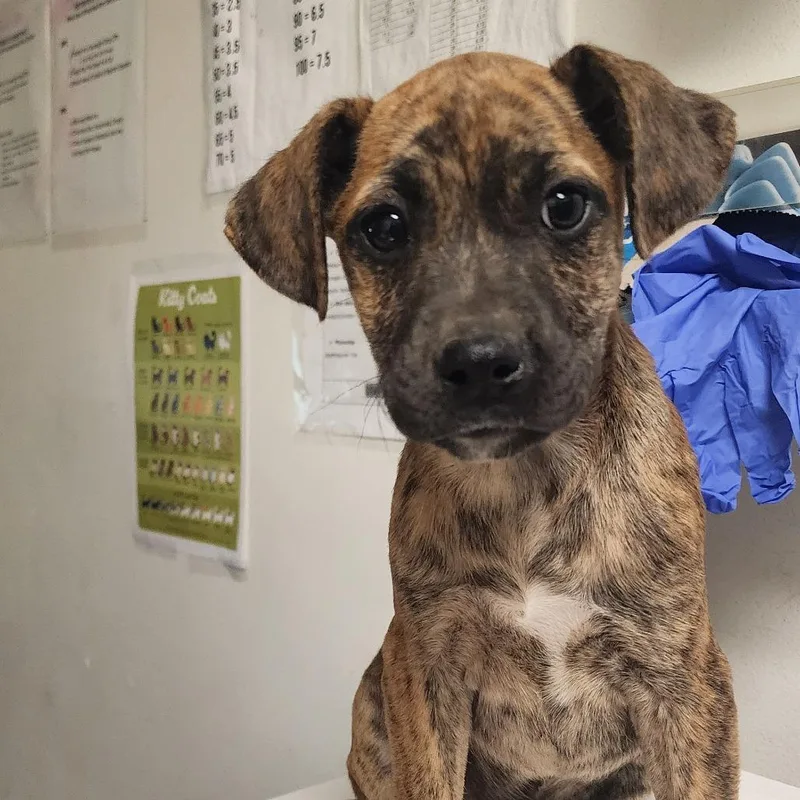 A baby small-sized male Brindle Mixed Breed dog named Charming for adoption in Charleston, WV