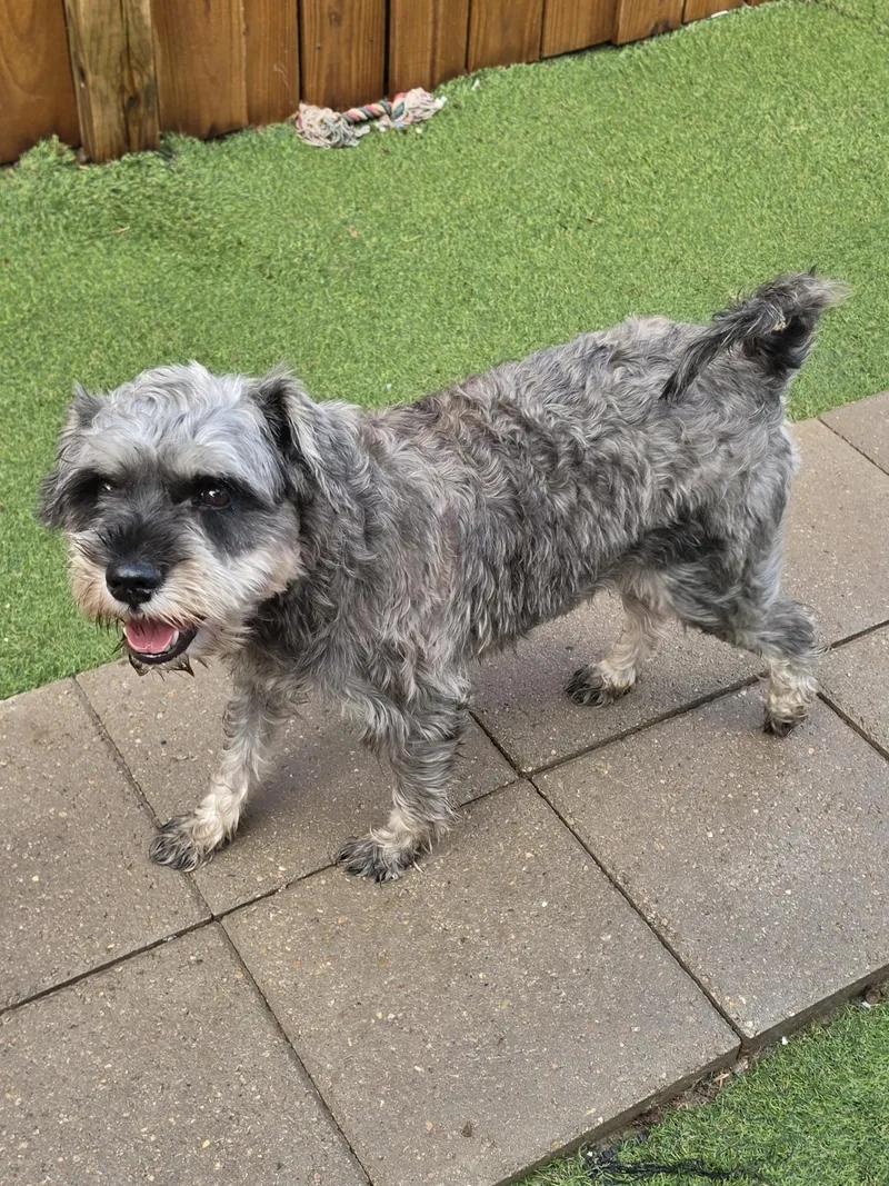 A young small-sized male Gray / Blue / Silver Miniature Schnauzer dog named Tommy for adoption in Edinburg, TX