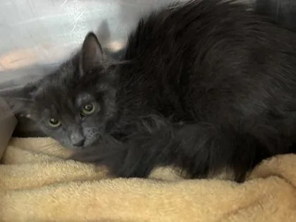 A baby medium-sized female Domestic Long Hair cat named Macadamia for adoption in El Paso, TX
