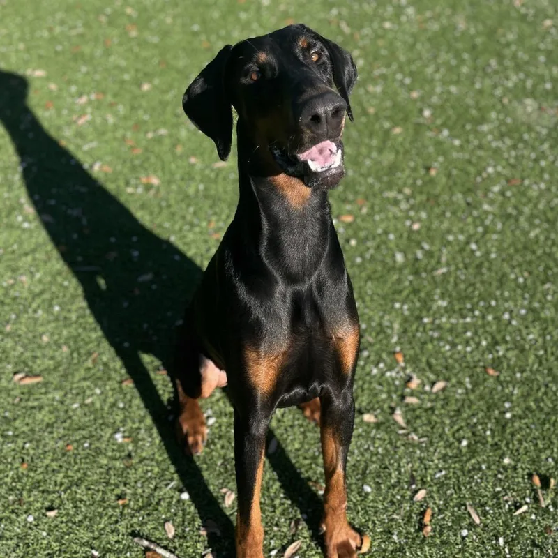 A young large-sized male Black Doberman Pinscher dog named Skippy for adoption in LOXAHATCHEE, FL