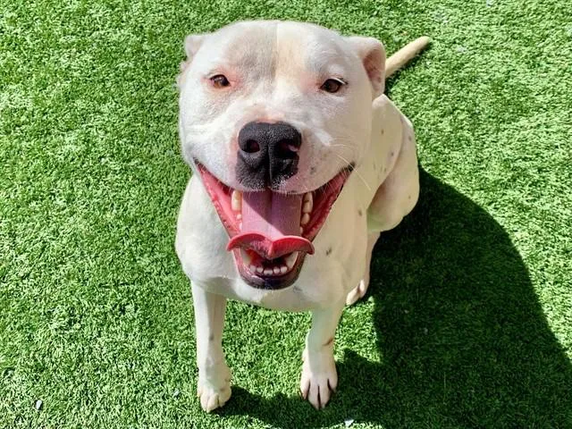 Save Me Please! Bart