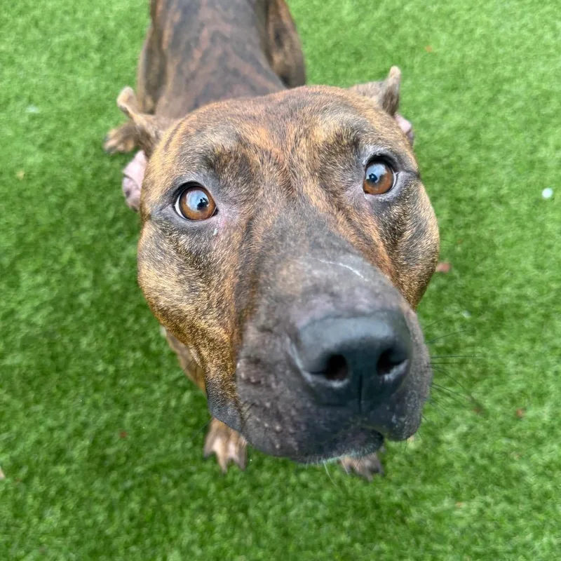 An adult large-sized male Brown / Chocolate Pit Bull Terrier dog named Chase for adoption in West Chester, PA