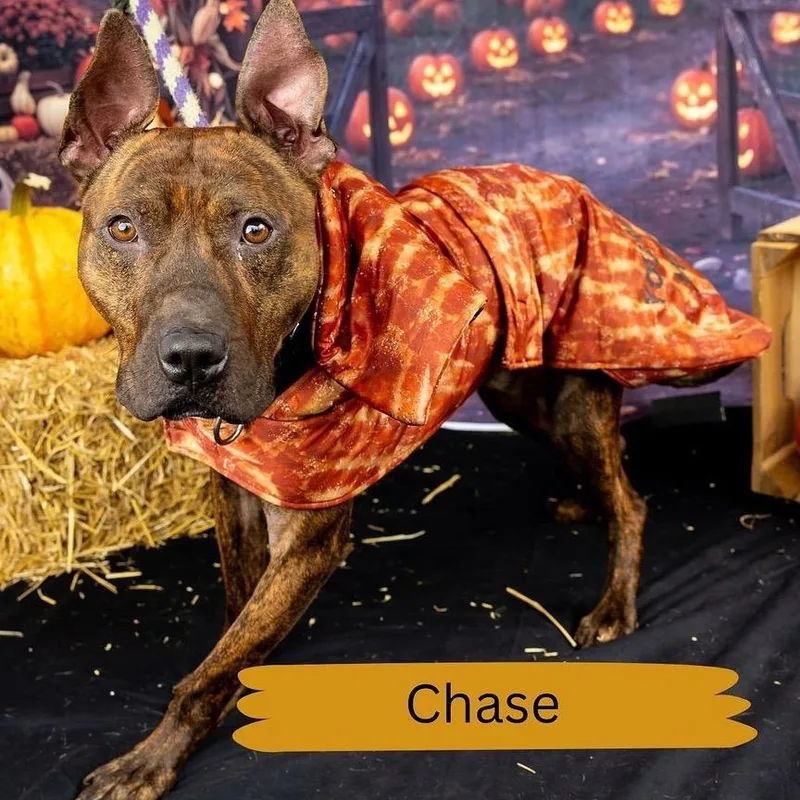 Chase thumbnail 4