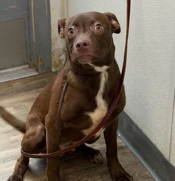 A young medium-sized male Labrador Retriever dog named Muppet for adoption in San Diego, CA