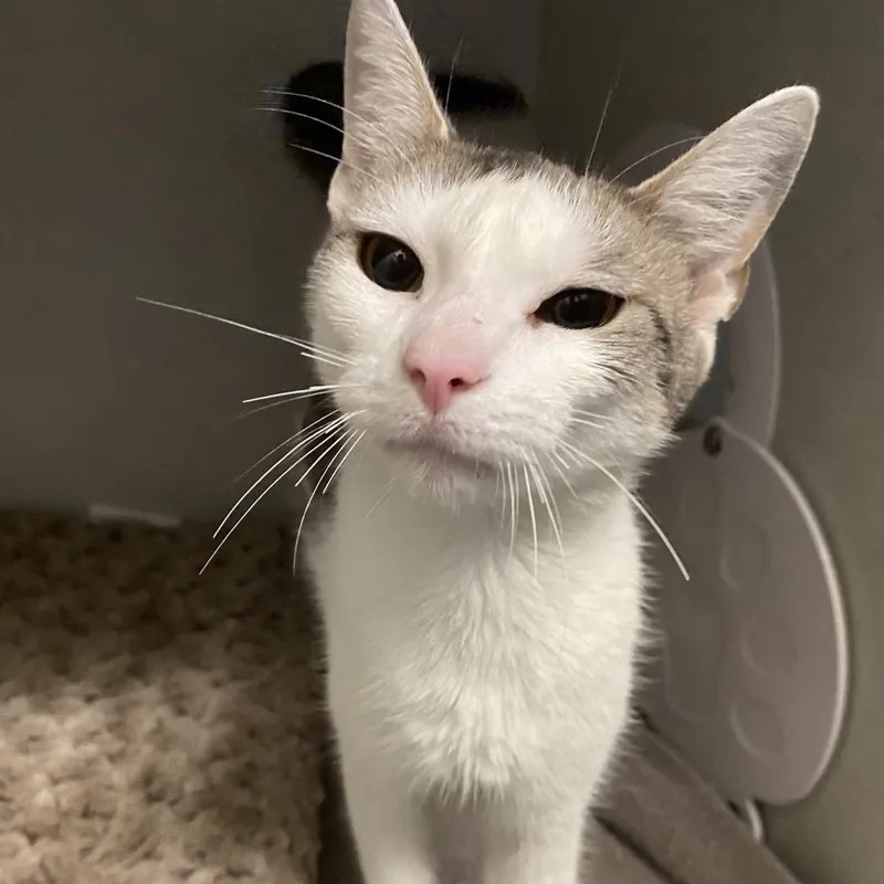 An adult medium-sized female Gray / Blue / Silver Domestic Short Hair cat named Betty for adoption in Dayton, OH