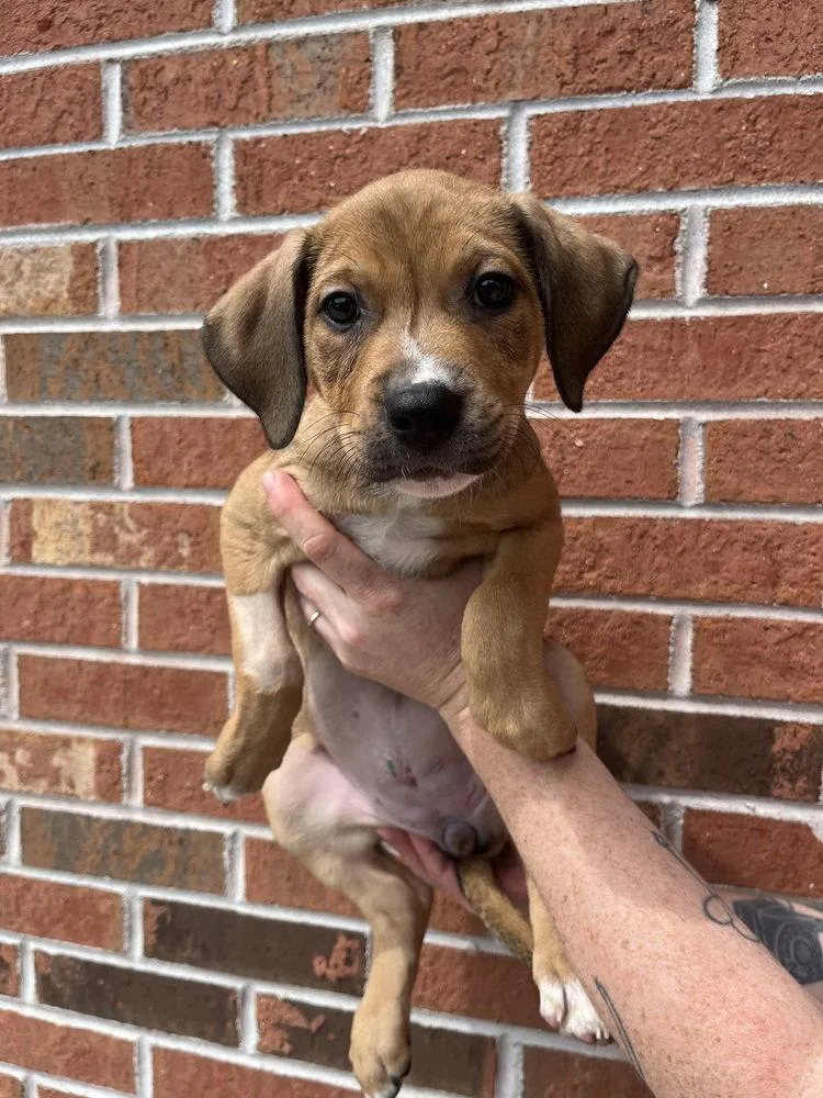 A baby medium-sized female Terrier dog named Calypso for adoption in Candler, NC