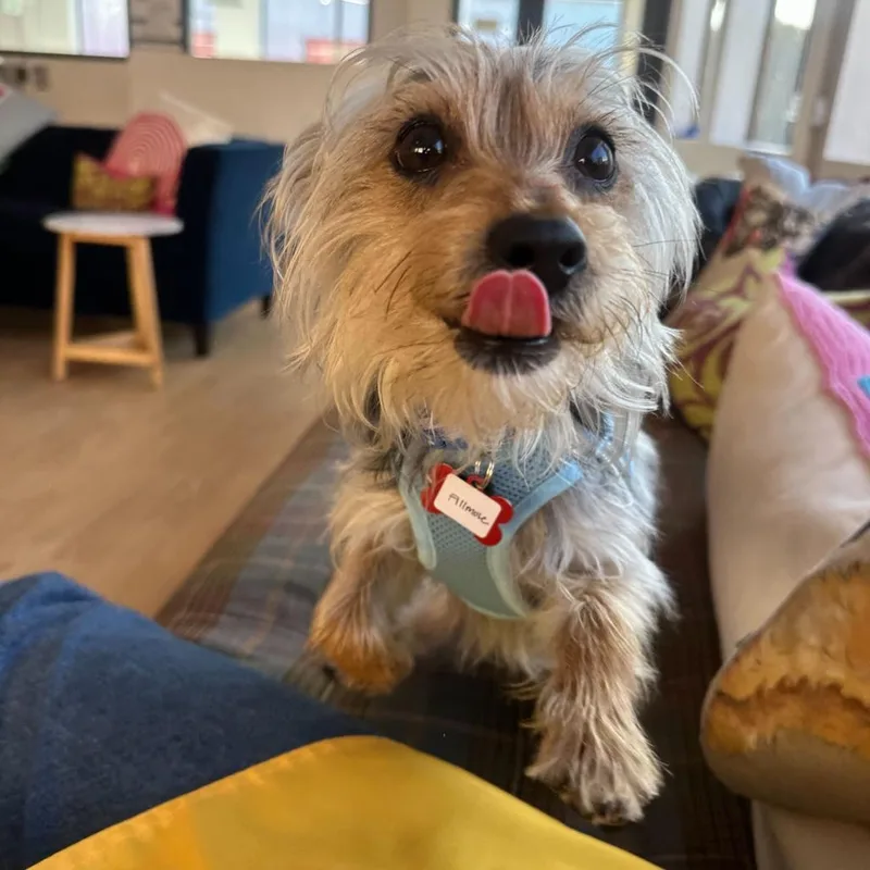 Fillmore thumbnail 3