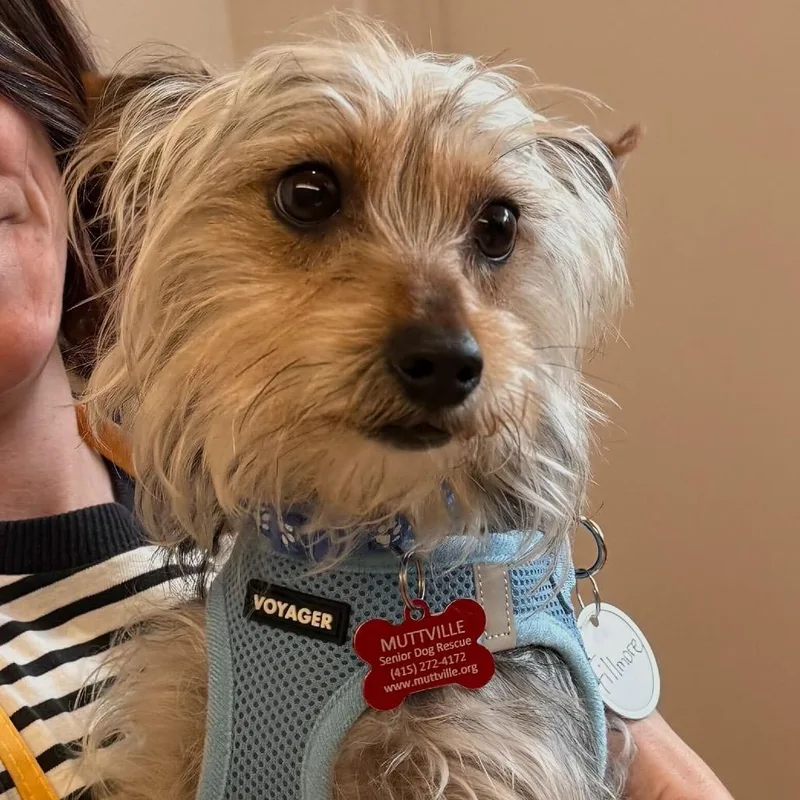 Fillmore thumbnail 4