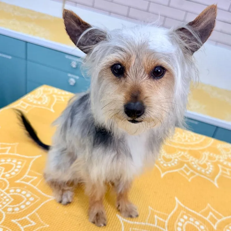 Fillmore thumbnail 5