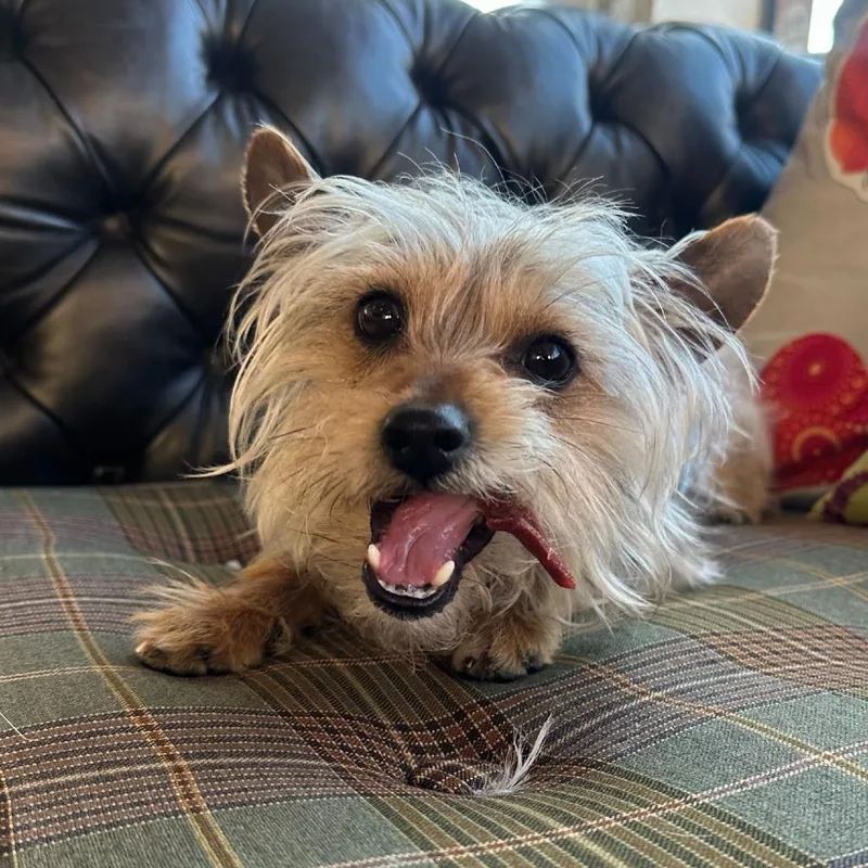 Fillmore thumbnail 6