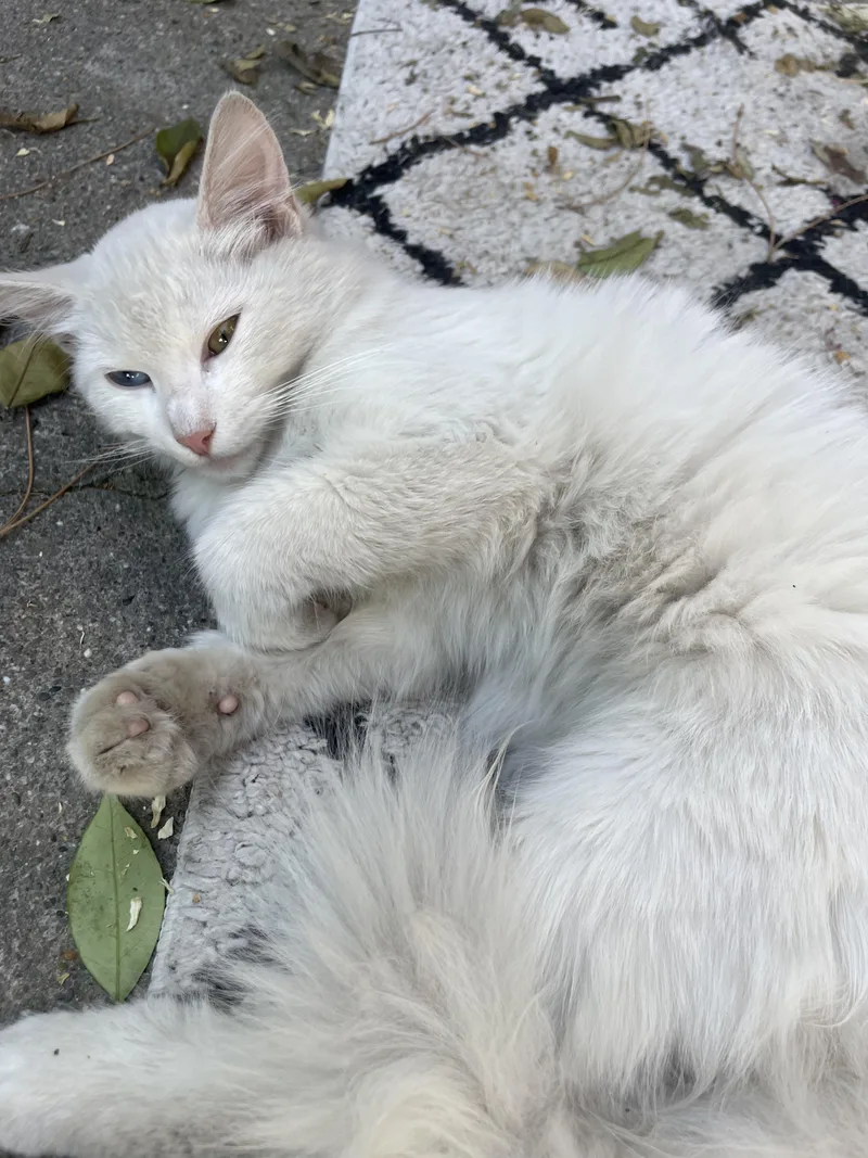 Snowflake thumbnail 2