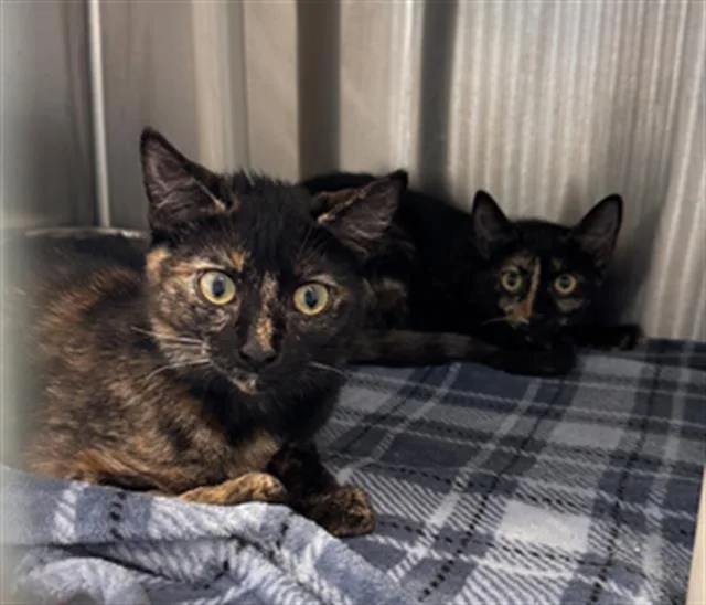 A young small-sized female Domestic Short Hair cat named Daniella for adoption in Tustin, CA