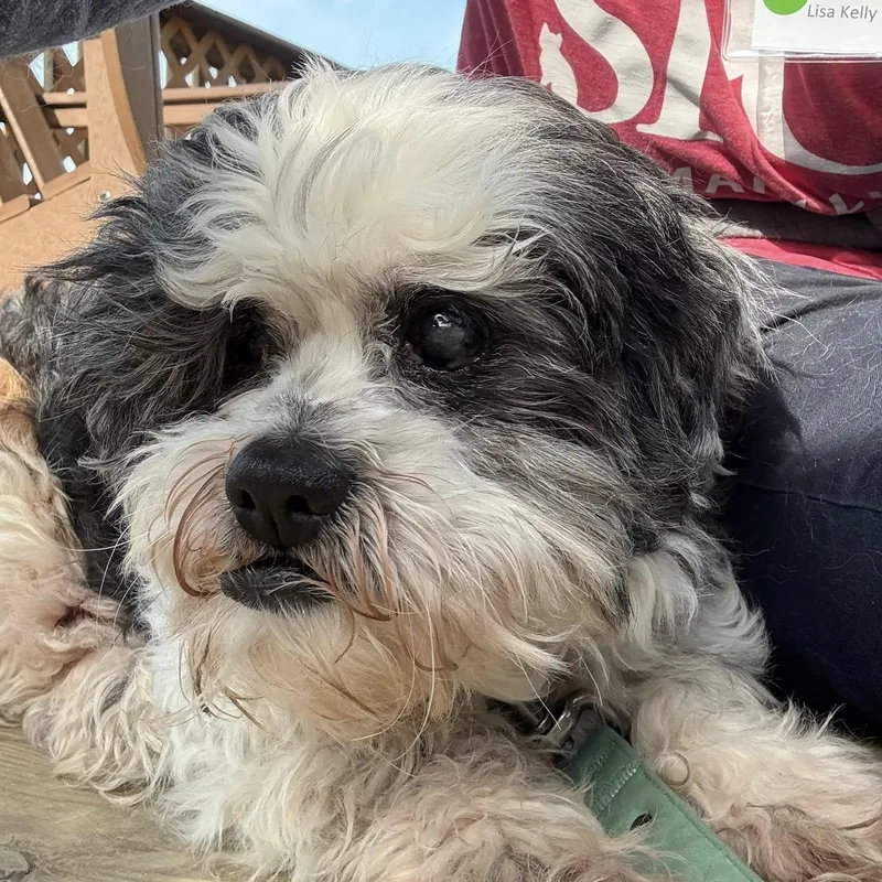 A senior small-sized male White / Cream Shih Tzu dog named Cooper for adoption in Phoenixville, PA