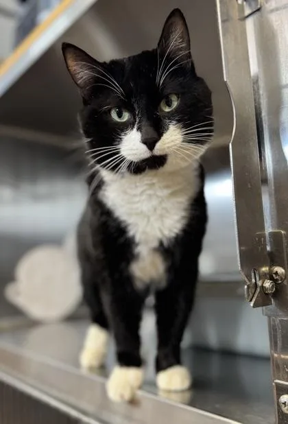 Barrington thumbnail 2