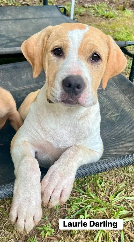 A baby medium-sized female American Bulldog dog named Laurie Darling for adoption in Gillsville, GA