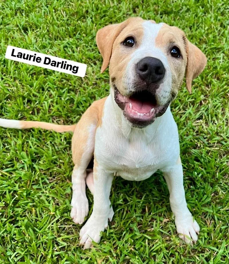 Laurie Darling thumbnail 2