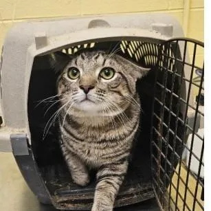 An adult medium-sized male Brown / Chocolate Domestic Short Hair cat named Jerry for adoption in New York, NY