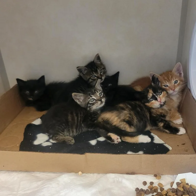 A baby small-sized female Tortoiseshell Domestic Short Hair cat named Salty Whiskers for adoption in Westminster, CA