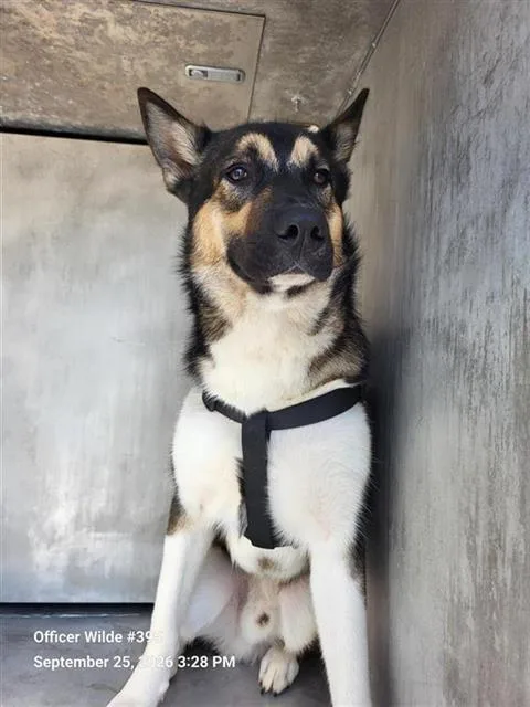 A young medium-sized male Husky dog named Jack for adoption in San Antonio, TX