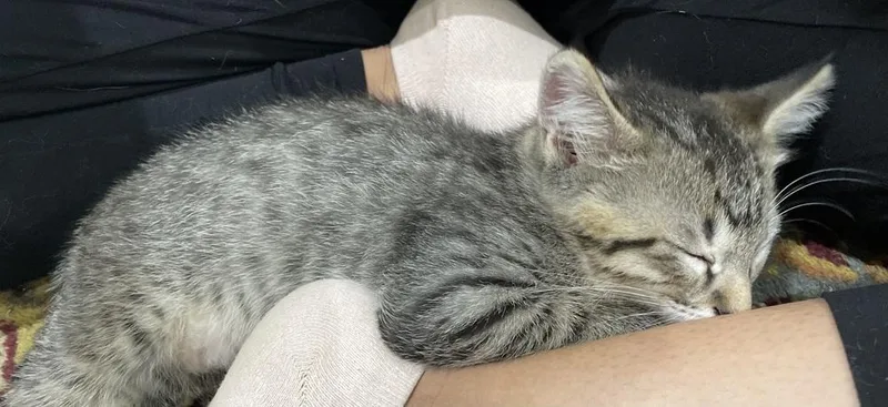 A baby small-sized male Domestic Short Hair cat named Macaroni Mischief for adoption in Dallas, TX