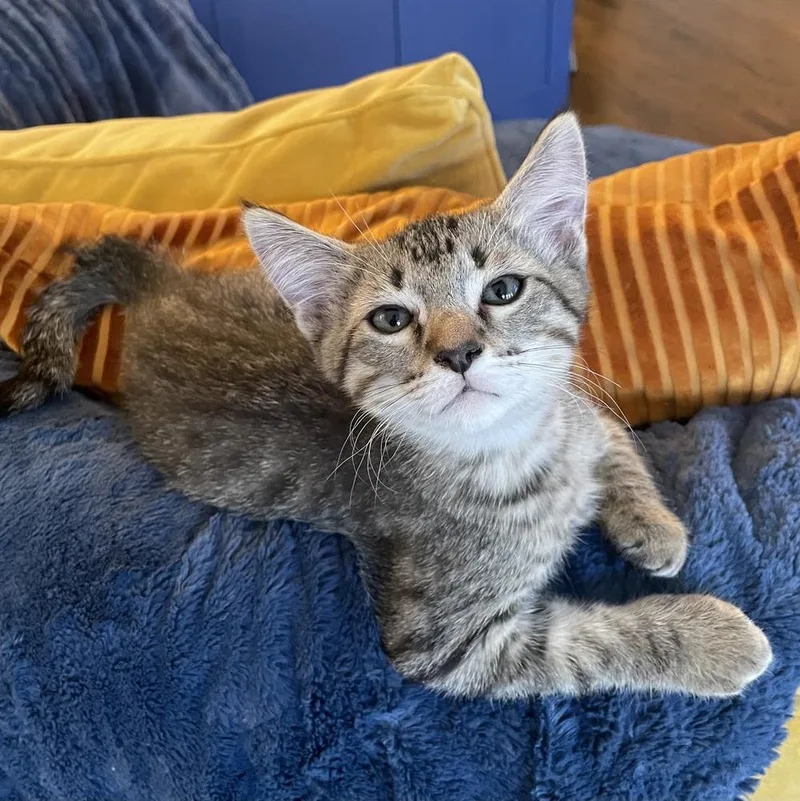 Macaroni Mischief thumbnail 2