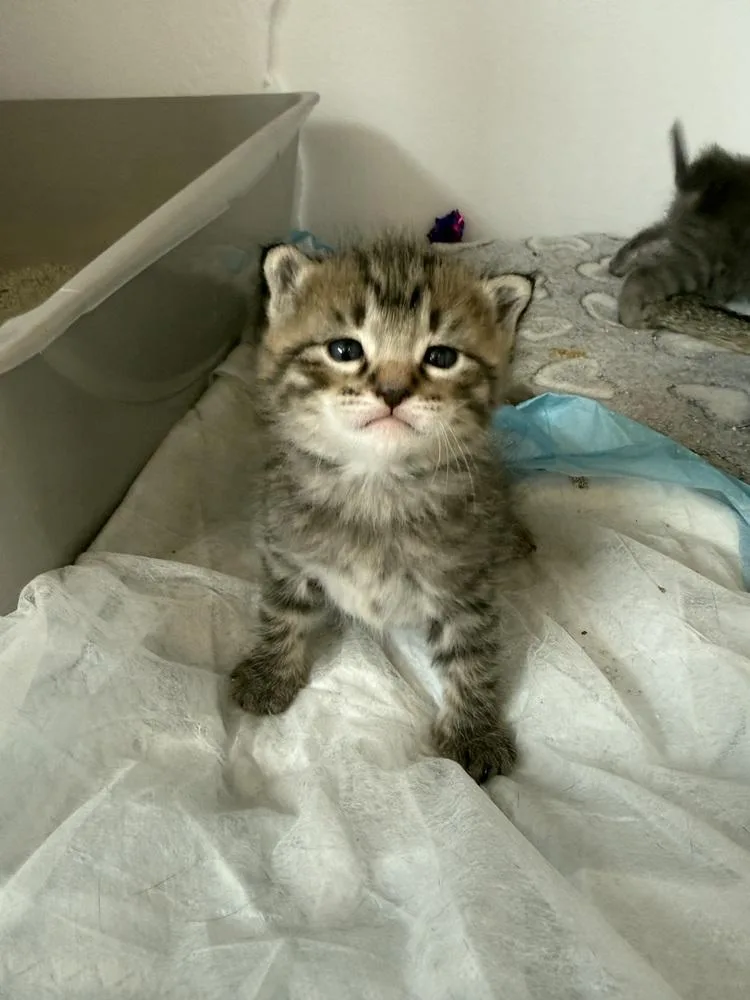 Macaroni Mischief thumbnail 3